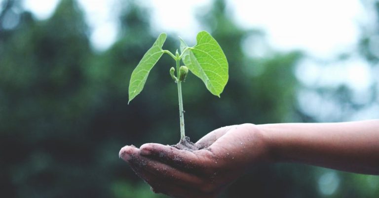 Plant - Person Holding A Green Plant