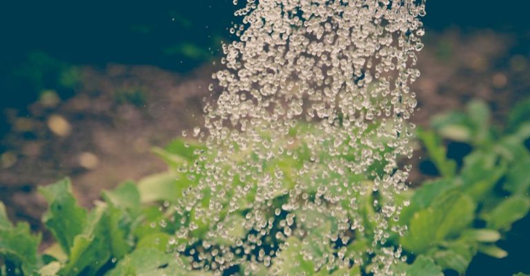 Watering - White Flowers With Green Leaves