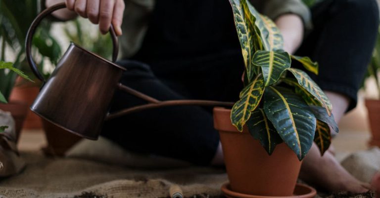 Hand Watering - Person Watering a Potted Plant