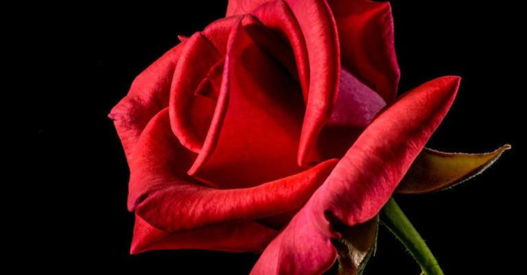 Roses - Shallow Focus Photography of Red Rose