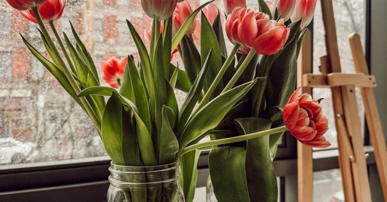 Overwatered Plants - Two mason jars with tulips sitting on a table in front of a window