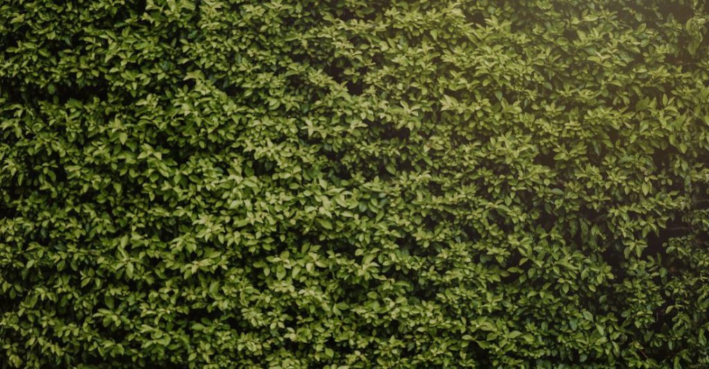 Hedges - Photo of Hedge