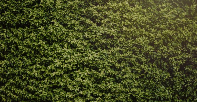 Hedges - Photo of Hedge