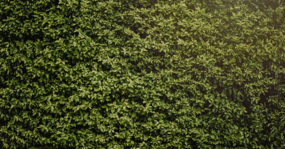 Hedges - Photo of Hedge