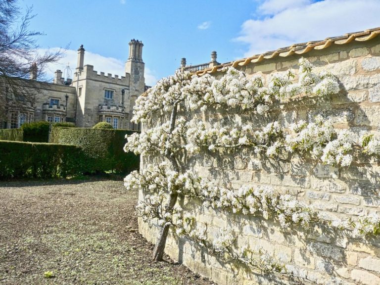 Espalier - espalier, wall, tree