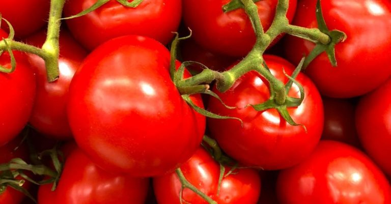 Tomatoes - Tomato Lot