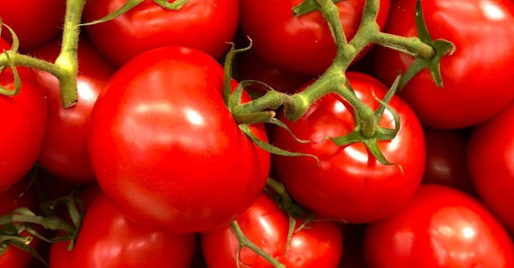 Tomatoes - Tomato Lot