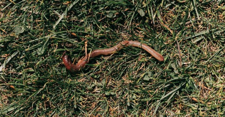 Compost - Red earthworm crawling on grassy soil