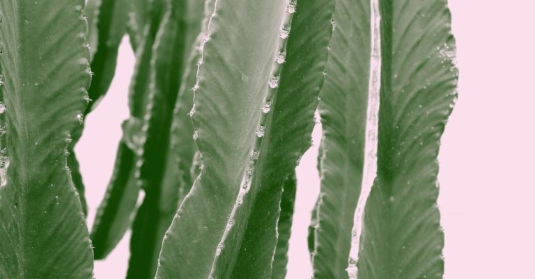 Succulent Garden - Cactus