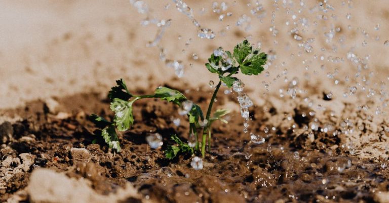 Watering - Photo of Small Plant on Brown Soil