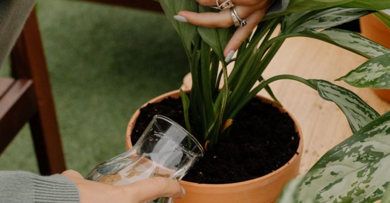 Plant Care - A Person Watering a Newly Potted Plant