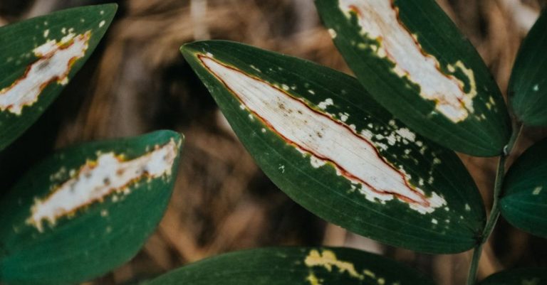 Plant Pests - Close-up of Leaves Destroyed by Pests
