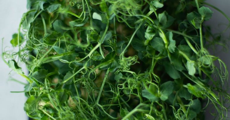 Microgreens - Green Vegetable on Black Plastic Container