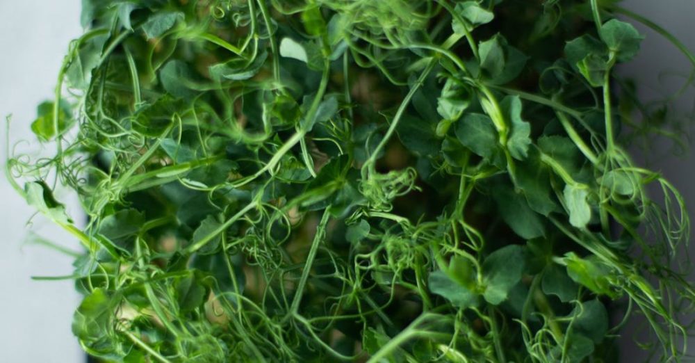 Microgreens - Green Vegetable on Black Plastic Container