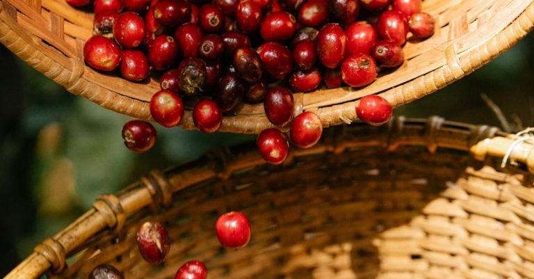 Fertilizers - Ripe raw coffee cherries falling into wicker basket in sunny plantation during harvesting season