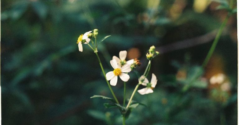 Garden Plan - Flower in a Garden