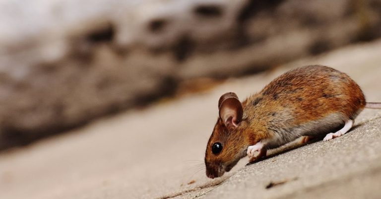 Pest Control - Tilt Shot of Brown Rat