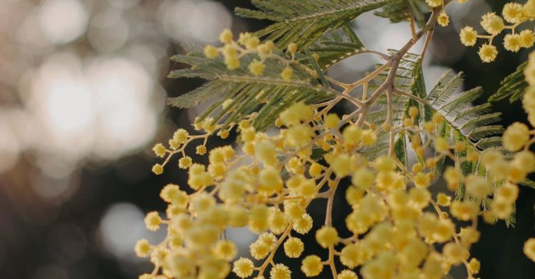Color Theory - A close up of yellow flowers on a tree