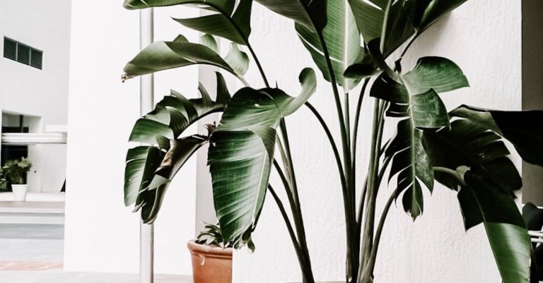 Plants - Green Indoor Plants