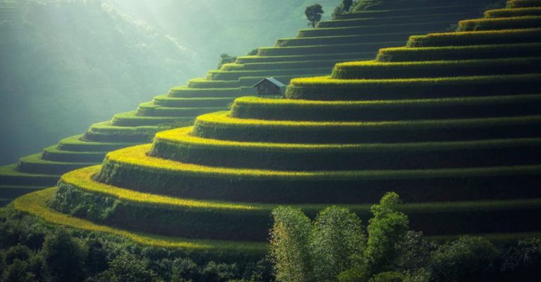 Landscape - Scenic View of Rice Paddy