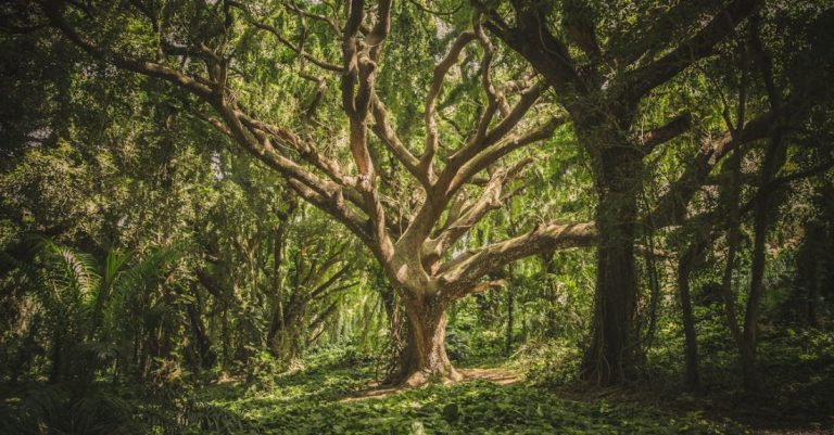 Trees - Green Leafed Tree