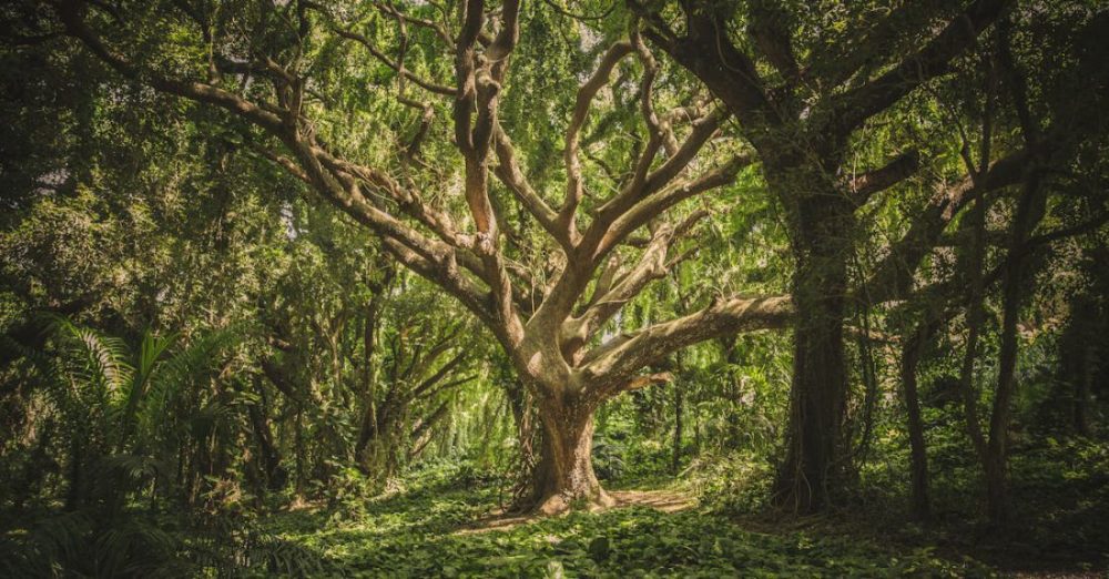 Trees - Green Leafed Tree
