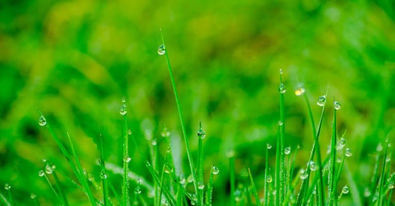Rain Gardens - Macro Photography of Green Grass Field