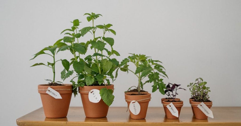 Organic Gardening - Photo of Potted Plants on Wooden Table
