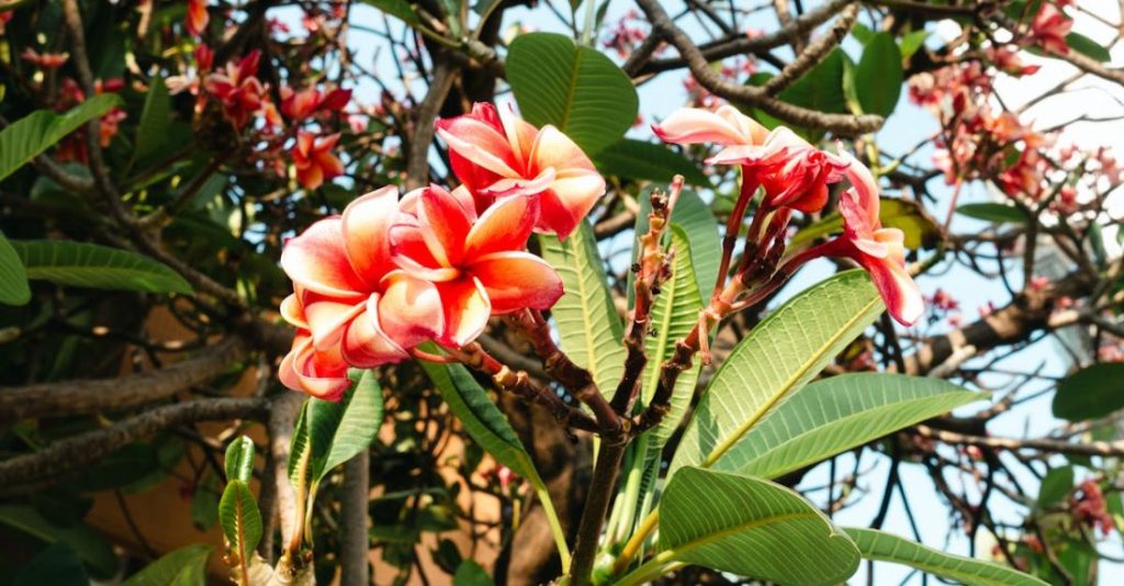 Hardscaping - Free stock photo of abundance, beauty, bloom
