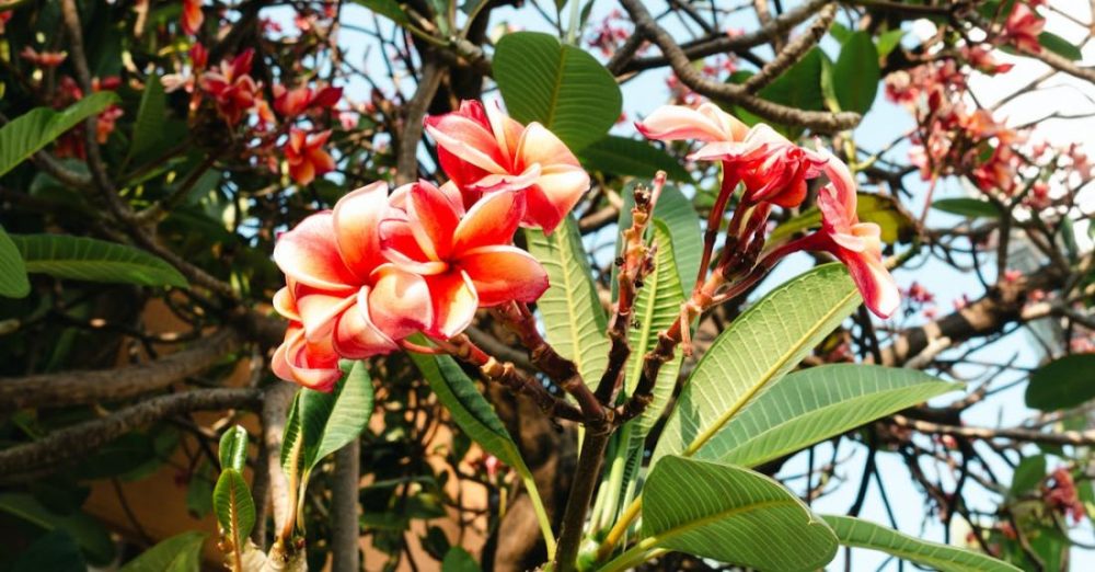 Hardscaping - Free stock photo of abundance, beauty, bloom