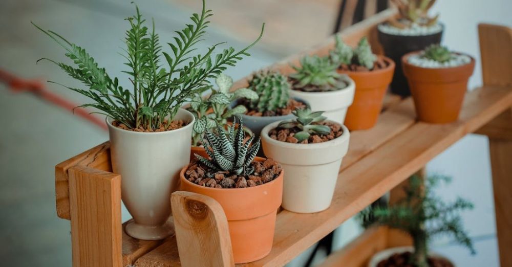 What Are the Best Drought-tolerant Plants for Gardens