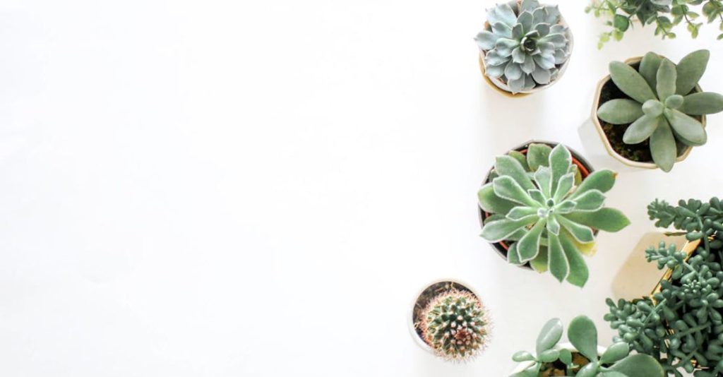 Succulents - Green Succulent Plants On Pots