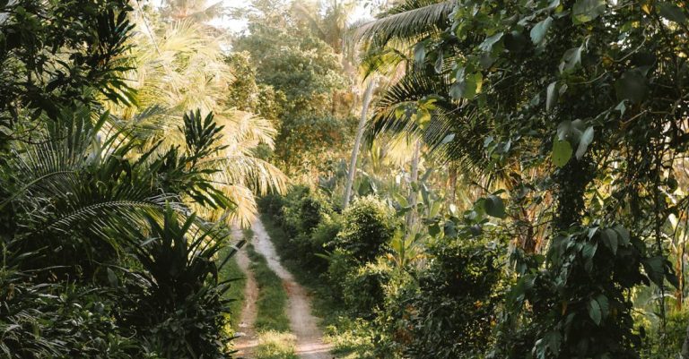 No-Till Garden - A dirt road in the jungle with trees and plants
