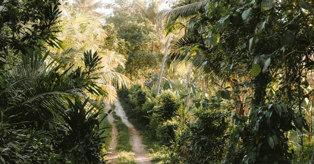 No-Till Garden - A dirt road in the jungle with trees and plants