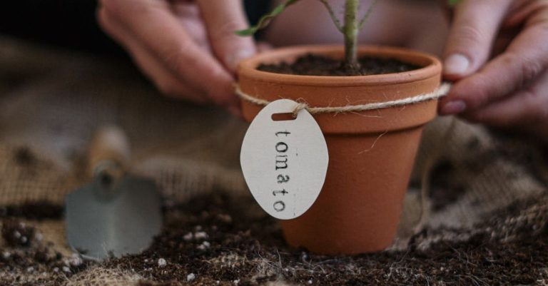 Garden Hoe - Person's Hands Holding Potted Plant