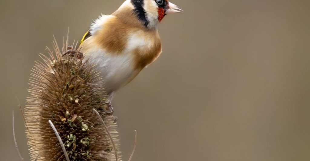Weed Control - Goldfinch on thistle