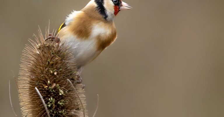 Weed Control - Goldfinch on thistle
