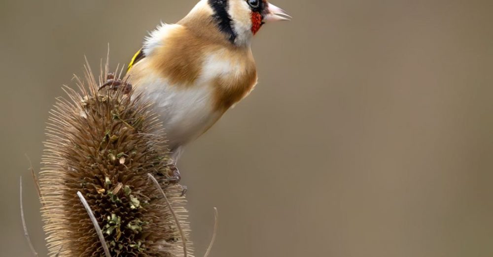 Weed Control - Goldfinch on thistle