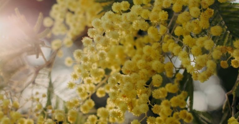 Leaf Blowers - A close up of yellow flowers on a tree