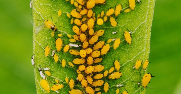 Aphids - Colony of Yellow Aphids Feeding of the Plant
