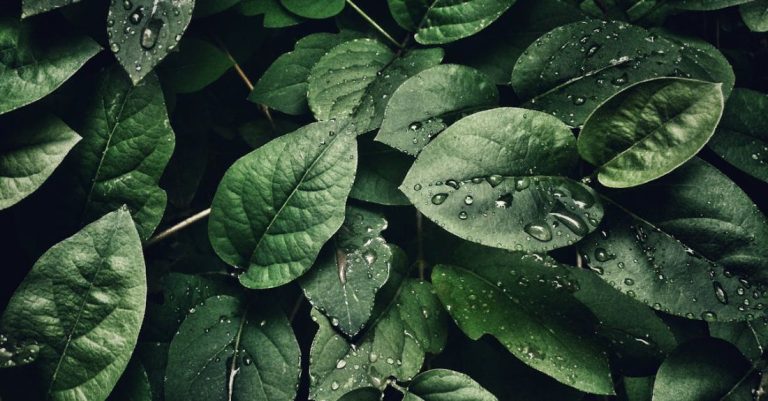 Leaves - Close-Up Photography of Leaves With Droplets