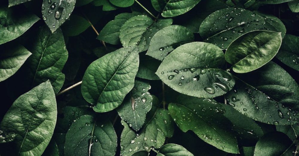 Leaves - Close-Up Photography of Leaves With Droplets