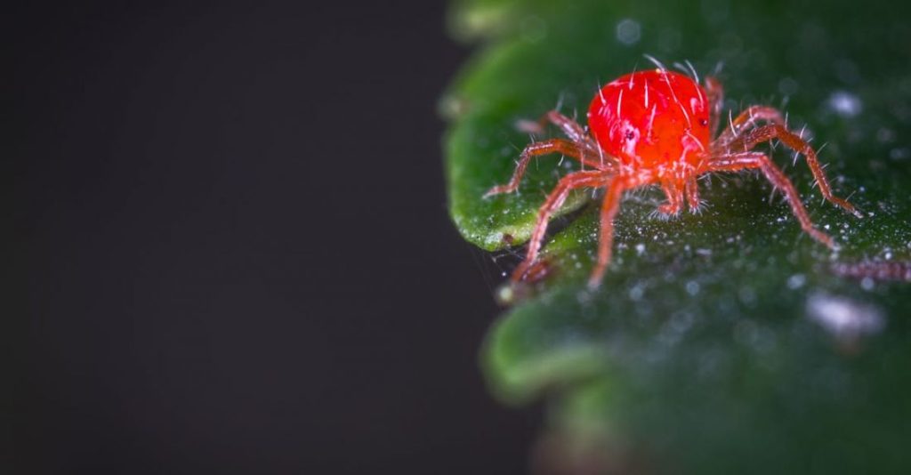 Spider Mites - Close-up Photography of Red Spider Mites