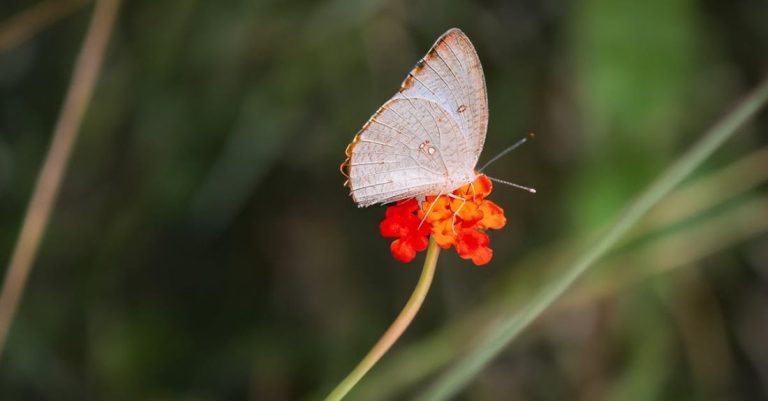 Beneficial Insects - A butterfly is sitting on a flower