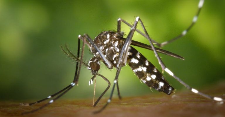 Mosquitoes - Black White Mosquito