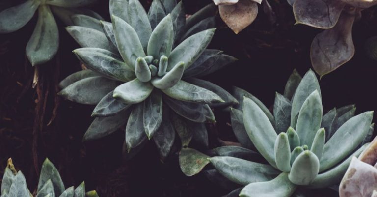 Plants - Selective Focus Photography of Green Succulents