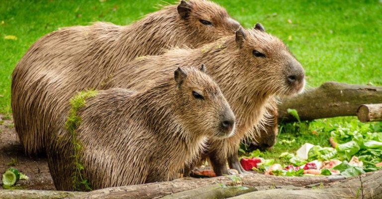 Rodents - Photo of 3 Capybara Standing Near Wooden Branch and Grass