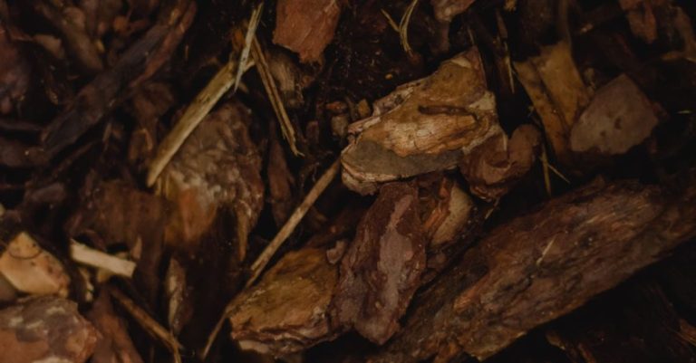 Mulch - Wood Chips on the Ground