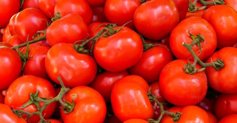 Tomatoes - Pile of Red Tomatoes