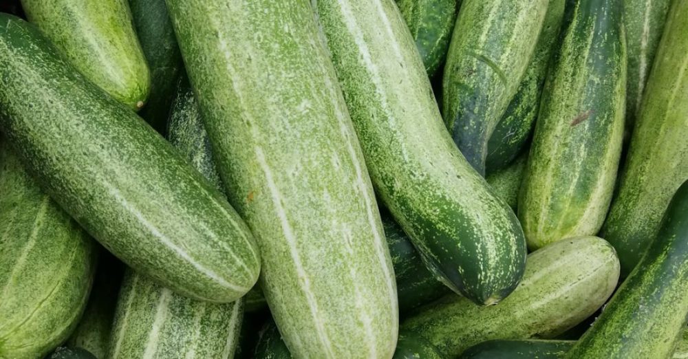 What Are the Best Companion Plants for Cucumbers